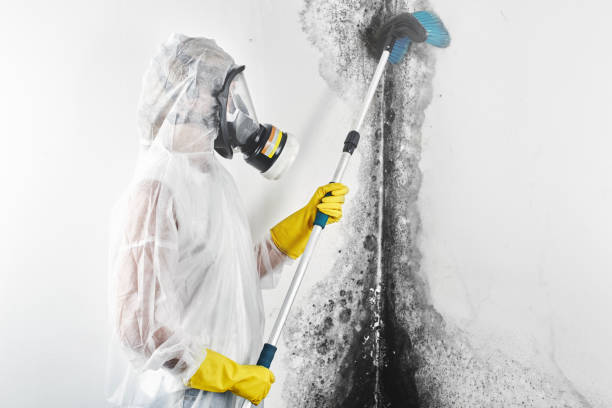 Best Commercial Mold Inspection  in Park Forest, IL